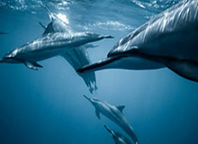 starsports下载——轻松享受全球体育盛宴